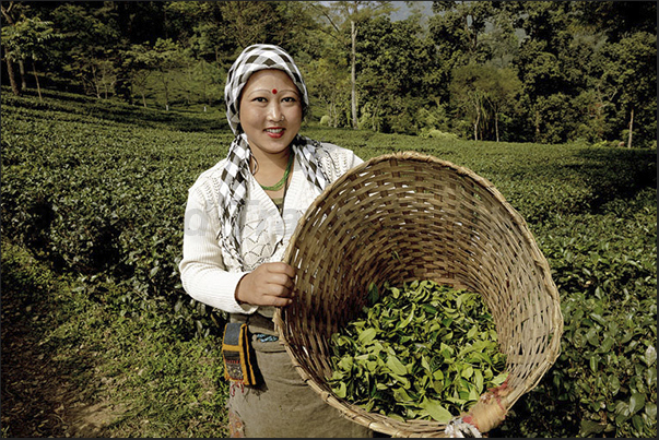 The basket used for picking the tea leaves The basket used for picking the tea leaves