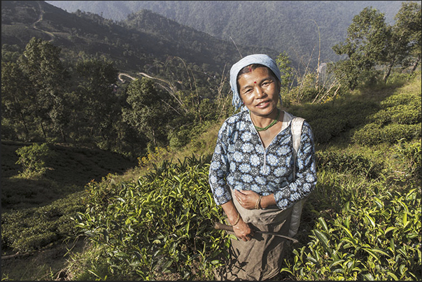 With the sickle, the women clean the soil from weeds