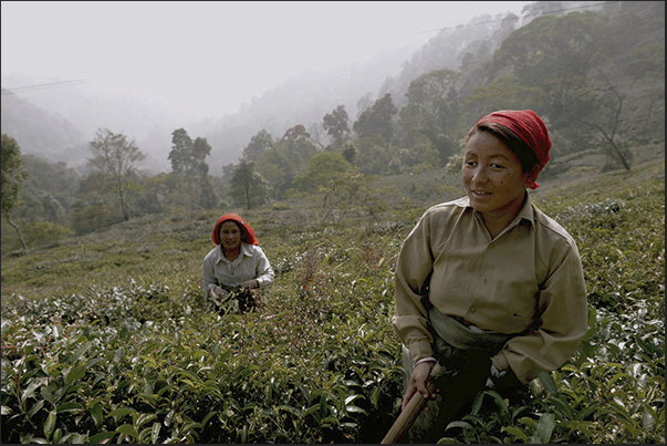 The roots of the tea plant, at the end of harvest, are clean with the hoe The roots of the tea plant, at the end of harvest, are clean with the hoe