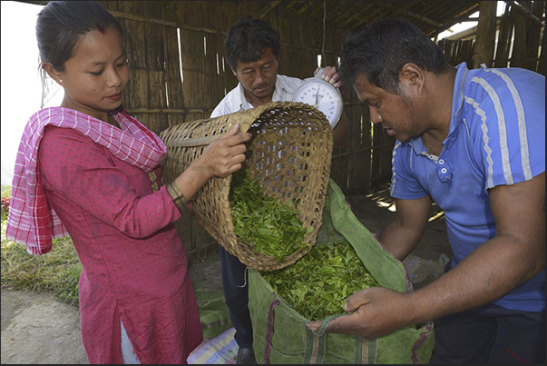 In the end of the day, the daily harvest of each picker, is weighed and marked in a book In the end of the day, the daily harvest of each picker, is weighed and marked in a book