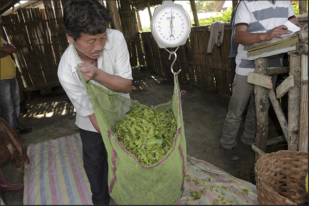 In the end of the day, the daily harvest of each picker, is weighed and marked in a book In the end of the day, the daily harvest of each picker, is weighed and marked in a book