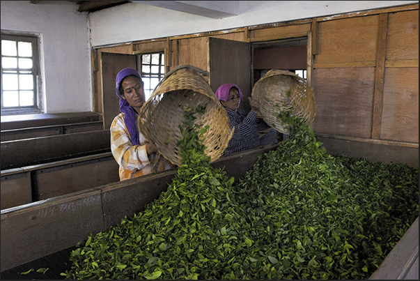 Loading of trays, first phase of the process for obtaining the tea called withering Loading of trays, first phase of the process for obtaining the tea called withering
