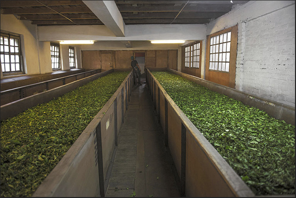 Drying the leaves in a ventilated room Drying the leaves in a ventilated room