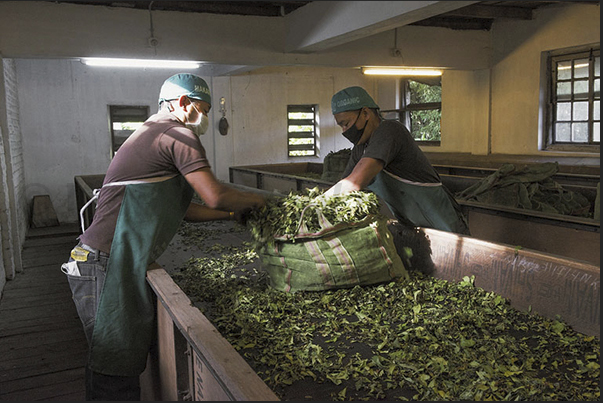 Humidity control of the leaves during the drying phase in the ventilated room