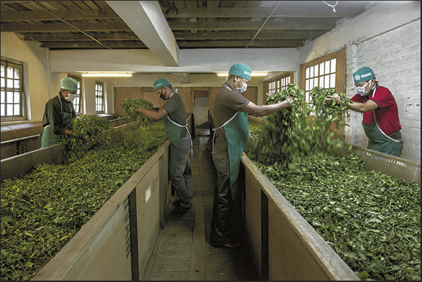 Humidity control of the leaves during the drying phase in the ventilated room