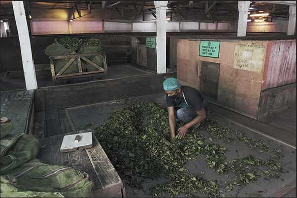 After the drying phase, the leaves are sent to the rolling phase After the drying phase, the leaves are sent to the rolling phase