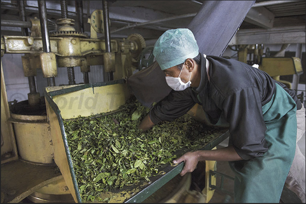 The rolling operation serves to preserve the aroma of the leaves and for black tea, continues until the fermentation of the leaves The rolling operation serves to preserve the aroma of the leaves and for black tea, continues until the fermentation of the leaves