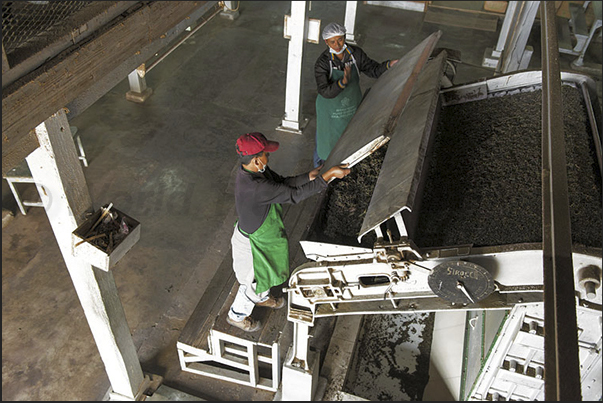 The fermented leaves are introduced in the dryer for a duration of about 30 minutes with temperatures from 180 to 225 degrees