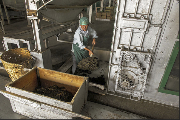 The fermented leaves are introduced in the dryer for a duration of about 30 minutes with temperatures from 180 to 225 degrees