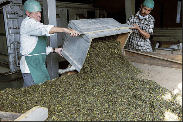 Drying control of the tea leaves
