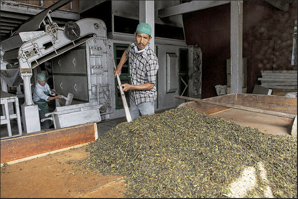 Drying control of the tea leaves Drying control of the tea leaves