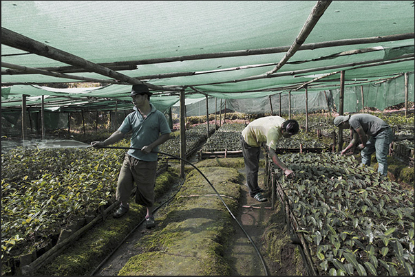 The duration of a Camelia sinensis is 50/60 years.The pruning is done in winter every 2 years The duration of a Camelia sinensis is 50/60 years.The pruning is done in winter every 2 years