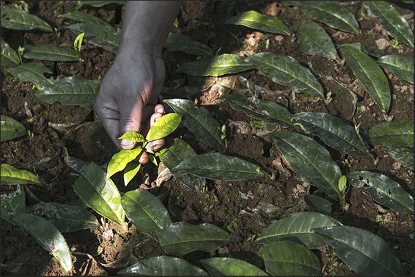 In the nursery, new varieties of plants are grown