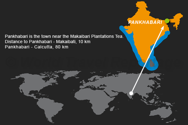 Where are the Makaibari Plantations Tea