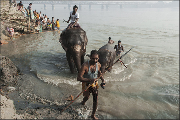 The morning bath of the elephants in the Gandak river