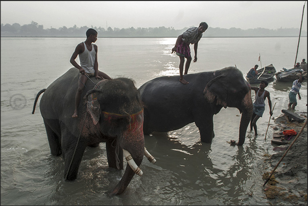 The morning bath of the elephants in the Gandak river The morning bath of the elephants in the Gandak river