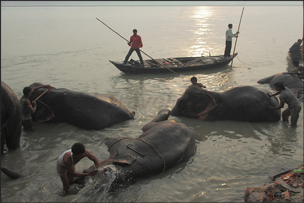 The morning bath of the elephants in the Gandak river The morning bath of the elephants in the Gandak river