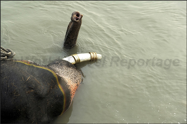 The morning bath of the elephants in the Gandak river The morning bath of the elephants in the Gandak river