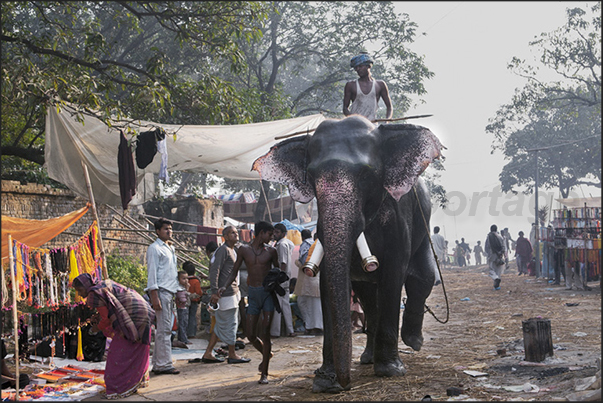 After the bath, the elephants are brought to the Sonepur Cattle Market, a fair that lasts even a month After the bath, the elephants are brought to the Sonepur Cattle Market, a fair that lasts even a month