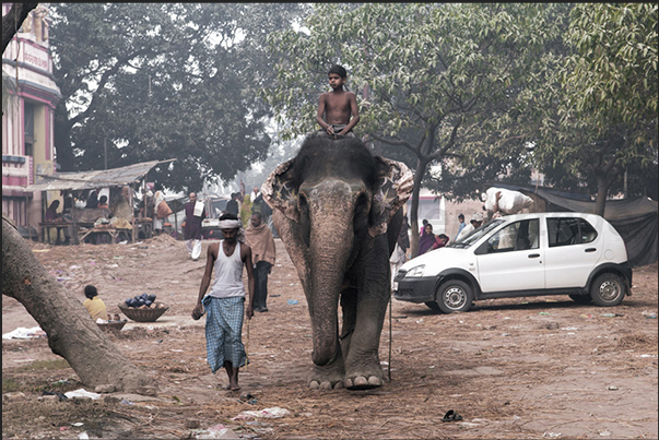 After the bath, the elephants are brought to the Sonepur Cattle Market, a fair that lasts even a month