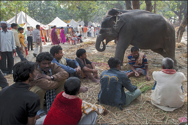 Merchants and buyers, meet to negotiate the sale of elephants and, in general, the cattle exposed in the market