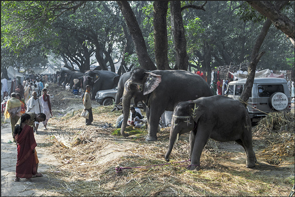 Merchants and buyers, meet to negotiate the sale of elephants and, in general, the cattle exposed in the market Merchants and buyers, meet to negotiate the sale of elephants and, in general, the cattle exposed in the market