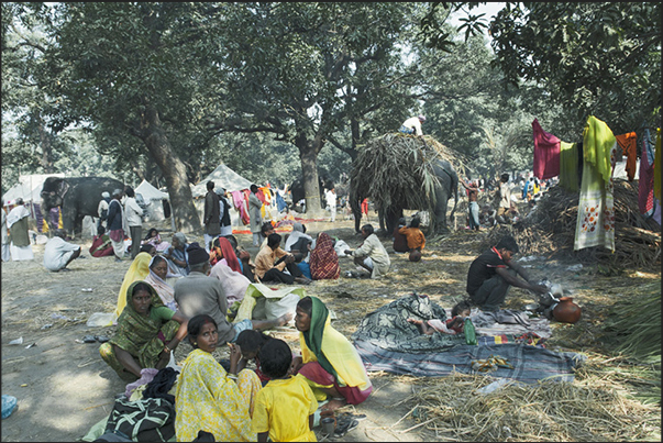 Merchants and buyers, meet to negotiate the sale of elephants and, in general, the cattle exposed in the market