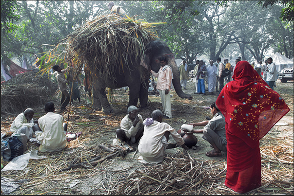 During the period of the fair, men and animals live in the same camp. In the photo, an elephant with a load of sugarcane