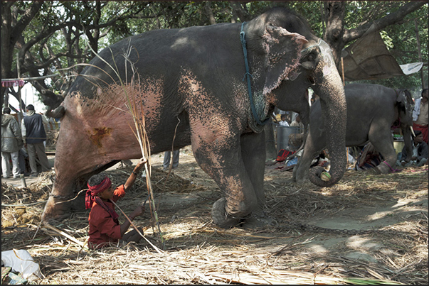 During the period of the fair, men and animals live in the same camp