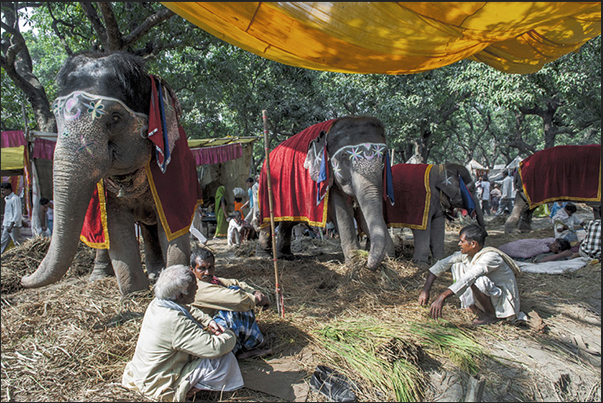 Seller of elephants at Sonepur market Seller of elephants at Sonepur market