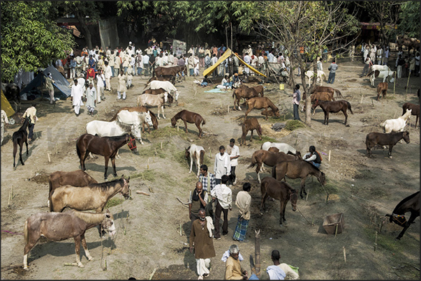 The Sonepur market area where there is the sell horses The Sonepur market area where there is the sell horses