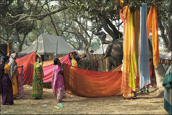 In the morning sun, women dry their Sari (sheeting used as clothing) In the morning sun, women dry their Sari (sheeting used as clothing)