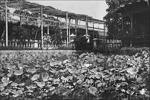 Japan. Kyoto. Garden of lotus flowers Japan. Kyoto. Garden of lotus flowers