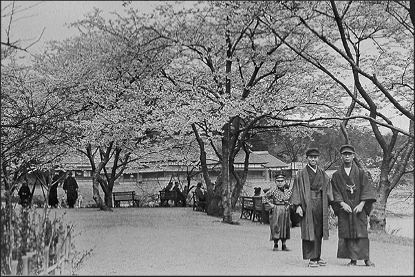 Japan. Yokohama. Cherry trees in blossom