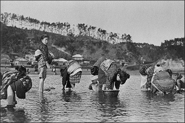Japan. Yokohama. The oyster harvest Japan. Yokohama. The oyster harvest