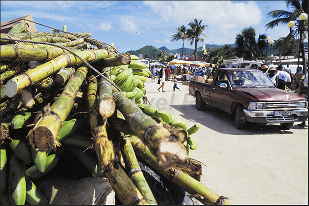 Sugar cane brought at the market of Marigot, capital of the French part of the island