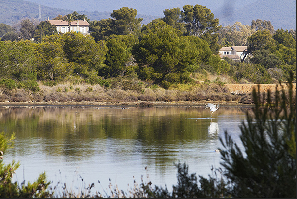 Pond of Anglais between Hyeres and the beach where it is possible to observe several migratory birds