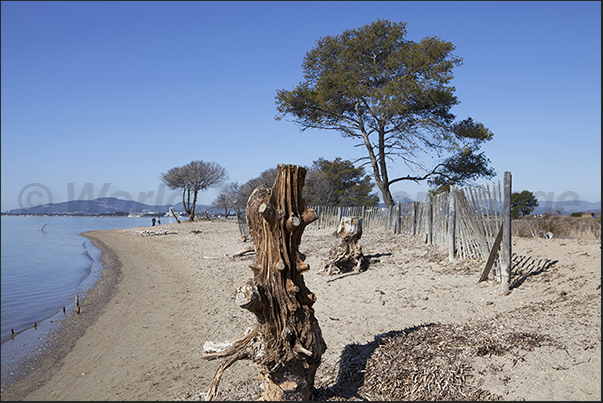 The beach of the old salt pans of Hyeres near the port of Porthuau. Ancient trees that look like sculptures