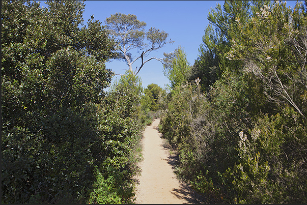 The trail passes through the woods after the beach of Pelegrin between La Londe and Cabasson towards the beach of Léoube