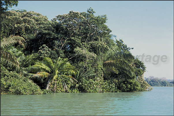 The forests of Gatun Lake, the main reservoir of water for the operation of Panama Canal