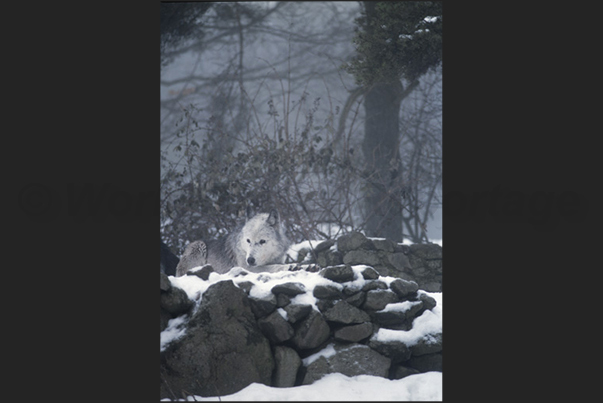Park of the Wolves of Gevaudan. An arctic breed wolf