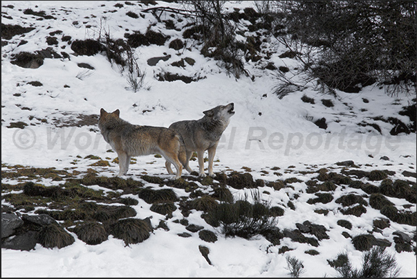 Wolves of Gevaudan Park