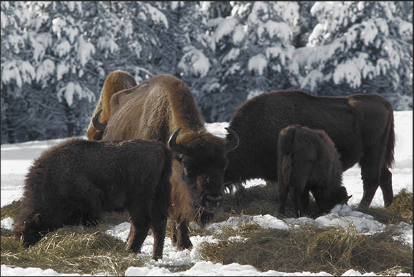 European breed bisons are higher than American but less imposing
