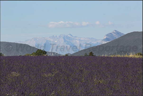 Alps overlook the lavender fields
