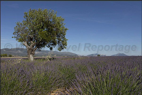 Lavender fields in Valensole