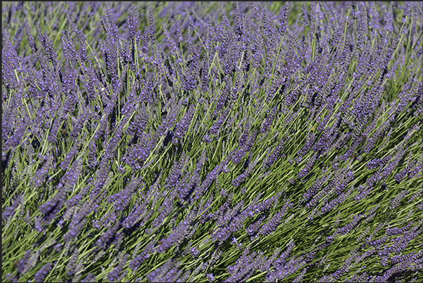 The color and the scent of Provence enclosed in lavender flowers