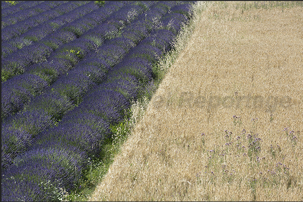 Lavender fields alternate with wheat fields in a spectacular succession of colors