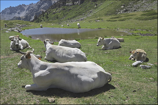 Grazing cows at 2180 m