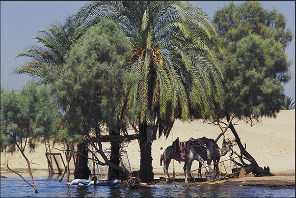Nile in flood wets the shores of the desert