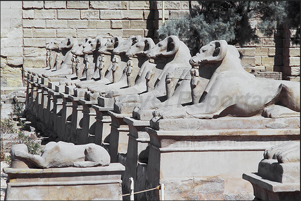 Karnak archaeological site. The row of ram-headed sphinxes on the path leading to the temple entrance